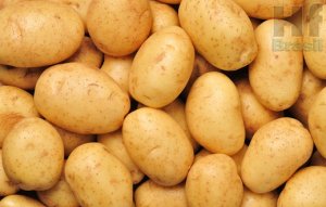 POTATO/CEPEA: After two years of low prices, planted area will reduce in 2018/19