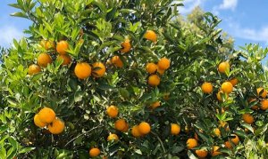 CITROS/CEPEA: Fundecitrus reestima safra 22/23 de laranja em 314,09 milhões de caixas