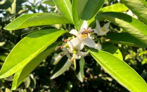 CITRUS/CEPEA: Orange trees bloom in some orchards in SP