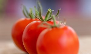 TOMATE/CEPEA: Mosca-branca volta a ser protagonista nos danos à tomaticultura