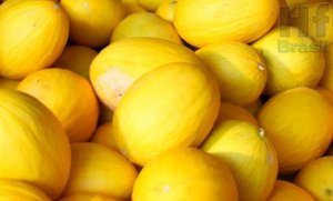 MELÃO/CEPEA: Amarelo se valoriza nas regiões produtoras