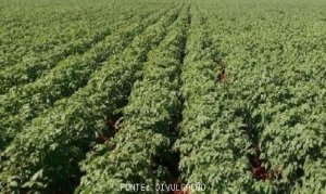 POTATO/CEPEA: Agata variety price remains; asterix stands out