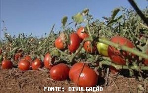 TOMATE/CEPEA: Tomate se desvaloriza pela terceira semana consecutiva