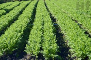 CENOURA/CEPEA: Falta de chuvas prejudica desenvolvimento das cenouras em MG