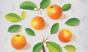 HORTIFRUTI/CEPEA: Especial citros - Greening se espalha e eleva os gastos na citricultura