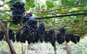 UVA/CEPEA: Com aquecimento das exportações, uvas sem semente se valorizam no Vale