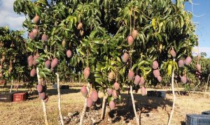 MANGA/CEPEA: Em MG, frutas ficam no pé, devido à baixa procura