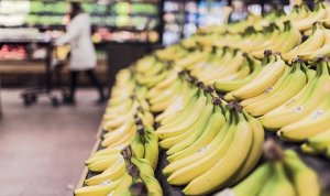 BANANA/CEPEA: A preço de banana? Nanica segue se valorizando