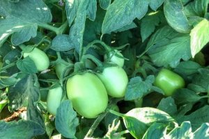 TOMATE/CEPEA: Preços do tomate rasteiro para mesa se elevam em Irecê (BA)