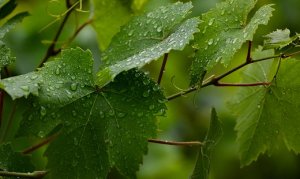UVA/CEPEA: Chuvas de outubro já refletem na qualidade das uvas do Vale