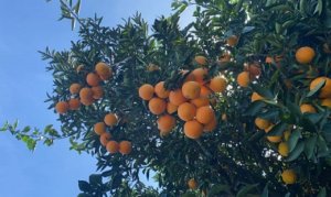 CITRUS/CEPEA: Rains cheer up farmers in SP; orange prices rise