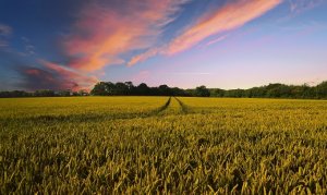 HORTIFRUTI/CEPEA: Pesquisa da McKinsey busca entender melhor o estado da indústria agrícola global