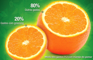 HORTIFRUTI/CEPEA: Greening representa mais de 20% dos gastos nos pomares