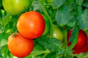 HORTIFRUTI/CEPEA: Tomaticultura em números