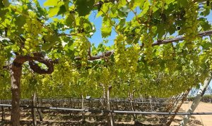 GRAPE/CEPEA: White seedless grape continues devaluating in São Francisco Valley
