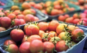 HORTIFRUTI/CEPEA: Tomate de mesa se destaca em renda e produção na horticultura
