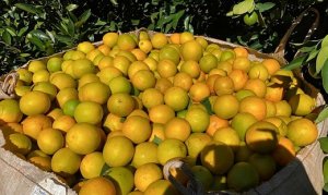 CITROS/CEPEA: Oferta reduzida impulsiona cotações de laranja