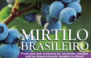 HORTIFRUTI/CEPEA: Mirtilo Brasileiro