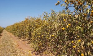 CITRUS/CEPEA: Drought and high temperatures concern citrus farmers in SP