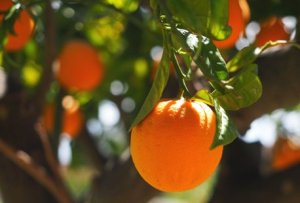HORTIFRUTI/CEPEA: Qual a produtividade ideal para remunerar os atuais custos de produção de laranja?