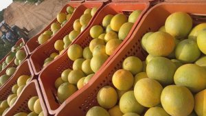 CITROS/CEPEA: Oferta de laranja é restrita, e preços sobem