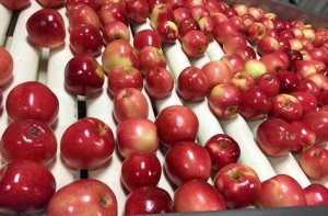 HORTIFRUTI/CEPEA: Apesar de novos compradores, competitividade da maçã é baixa