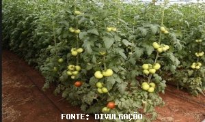 TOMATE/CEPEA: Tomaticultura inicia 2021 com preços em alta!