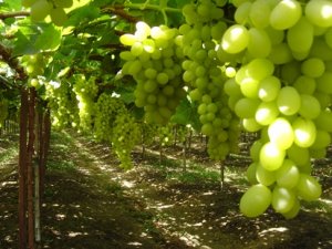 Exportação de uva