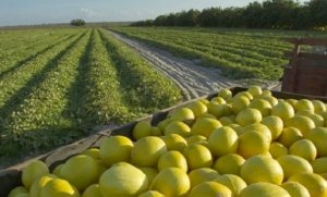 MELON/CEPEA: Exports rise at the beginning of the 2023/24 harvest