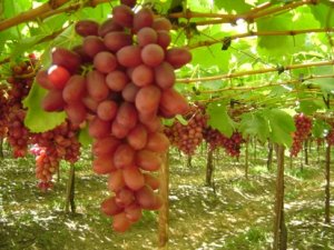 Importações de uva