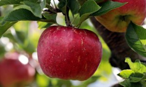 MAÇÃ/CEPEA: Agora é época de a maçã estrangeira perder espaço para a nacional