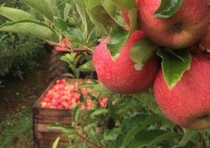 APPLE/CEPEA: Apple season 2016/17 may be better in quality and volume