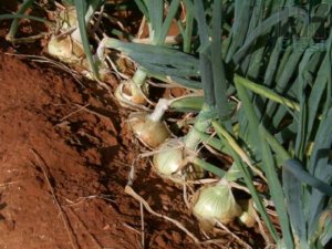 ONION/CEPEA: National supply press quotes down