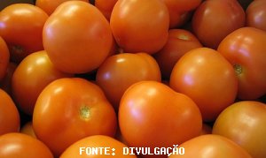 TOMATE/CEPEA: Tomate se valoriza mesmo com demanda baixa