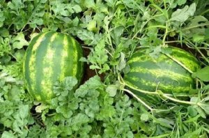 WATERMELON/CEPEA: Mid-harvest may end with low results