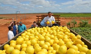 MELÃO/CEPEA: Preços caem no Vale com menor procura pela fruta