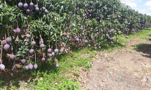 MANGA/CEPEA: Frutas verdes ainda têm impacto negativo nos preços