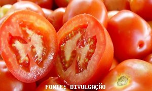 TOMATE/CEPEA: Com descarte, volume de tomates foi um pouco menor