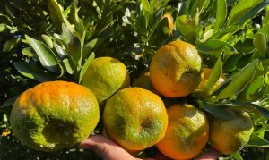 CITROS/CEPEA: Concorrência com a poncã trava valorização da laranja pera
