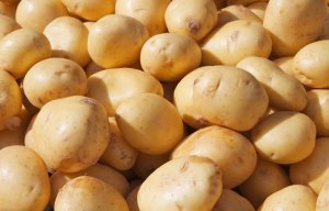 HORTIFRUTI/CEPEA: Produção de batata chips em Vargem Grande do Sul (SP)