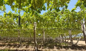 UVA/CEPEA: Alta demanda por uvas brasileiras impulsiona exportações