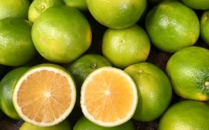 CITROS/CEPEA: O que esperar para os preços da laranja neste mês?