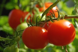 HORTIFRUTI/CEPEA: Covid-19 impacta nos investimentos em tomate de mesa