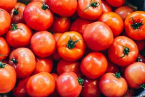 TOMATO/CEPEA: Just as temperatures, supply increases
