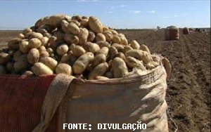 BATATA/CEPEA: Preço cai com início da safra das secas em algumas regiões