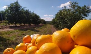 CITROS/CEPEA: Cotações da laranja permanecem em altos patamares