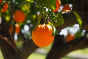 CITRUS/CEPEA: 18/19 season ends with fading inventories