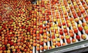 MAÇÃ/CEPEA: Frutas de rapa de colheita bagunçam o mercado