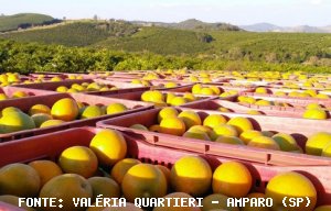 CITROS/CEPEA: Pera temporã ameniza escassez de laranja em SP