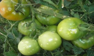 Tomate: Granizo compromete lavouras em Sumaré